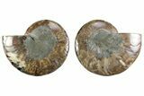 Cut & Polished Crystal-Filled Ammonite Fossil - Madagascar #364748-1